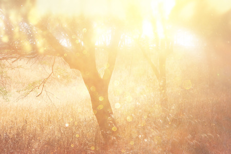 abstract photo of light burst among trees and glitter bokeh lights  filtered image and textured  image is blurred の写真素材