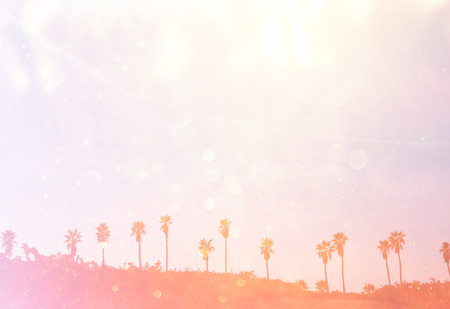 open view of palm trees  retro filtered imageの写真素材
