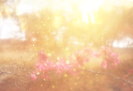 abstract photo of light burst among trees and glitter bokeh lights  filtered image and textured ...
