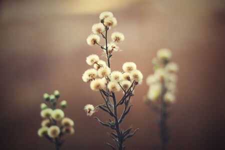 Dandelion floewr At Sunset backgroundの写真素材