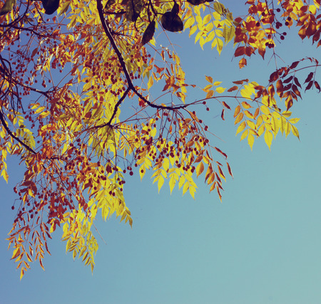 Colorful tree foliage in the autumn. Autumn leaves sky background. image is retro filteredの写真素材