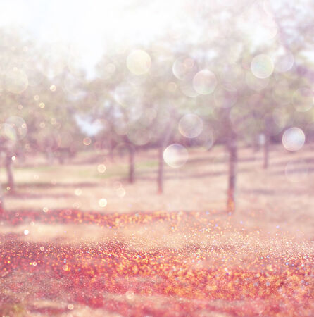 blurred abstract photo of light burst among trees and glitter bokeh lights. filtered imageの写真素材