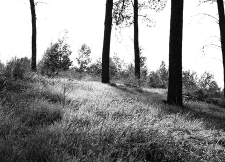 abstract black and white trees in forest landscapeの写真素材