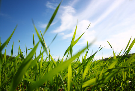 low angle view of fresh grass against blue sky with clouds. freedom and renewal conceptの写真素材