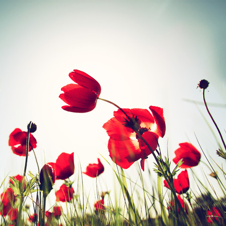 low angle photo of red poppies against sky with light burst.の写真素材