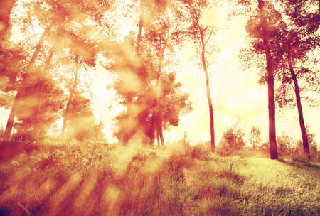 abstract photo of light burst among trees and glitter bokeh lights. image is blurred
