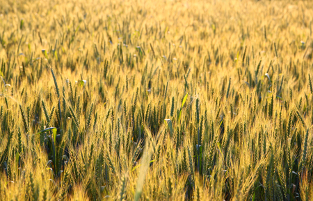 photo of wheat field at sunrise sun burstの写真素材