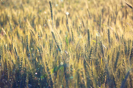 photo of wheat field at sunrise sun burst. glitter overlayの写真素材