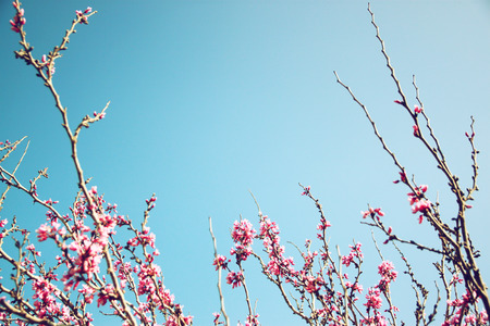 image of Spring Cherry blossoms tree. retro filtered image, selective focusの写真素材