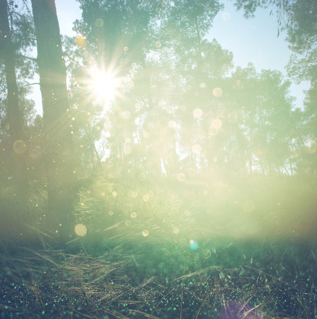 abstract photo of light burst among trees and glitter bokeh lights. image is blurred and filtered .の写真素材