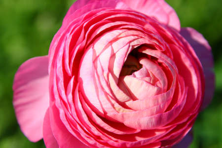 close up photo of pink flowerの写真素材