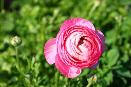 close up photo of pink flower