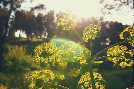 wildflower background. の写真素材