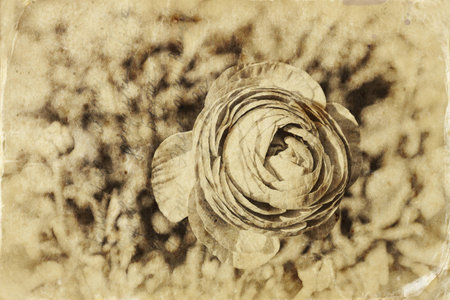 close up photo of flower, textured overlay. black and white old style photoの写真素材