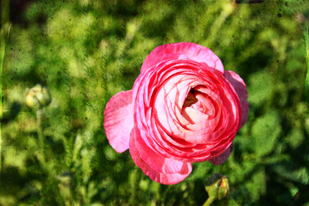 close up photo of pink flower . texured photoの写真素材