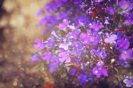 Abstract image of Pink and purple flowers bloom with glitter overlayの写真素材