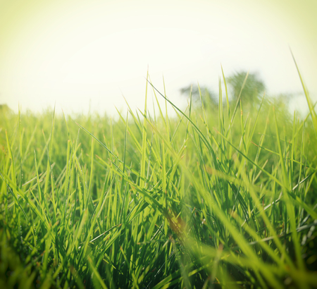 low angle view of fresh grass against blue sky with clouds. freedom and renewal concept. retro...