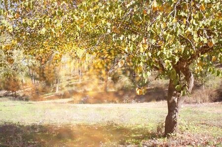 blurred abstract photo of light burst among trees and glitter bokeh lights. filtered image and textured.の写真素材