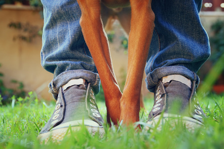 low angle image of person with his dog. selected focus. retro style filterの写真素材