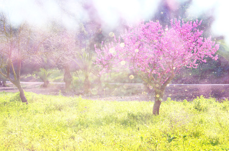 image of Spring Cherry blossoms tree. selective focus photoの写真素材