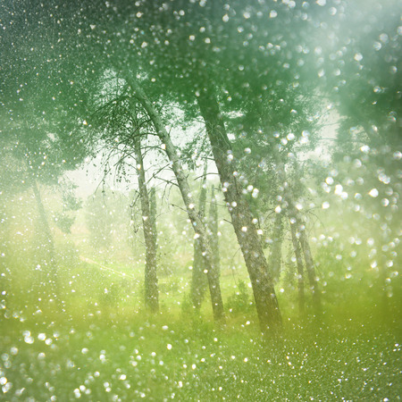 abstract blurred dreamy mystery fairy woods and glitter bokeh lights. filtered image and textured.の写真素材