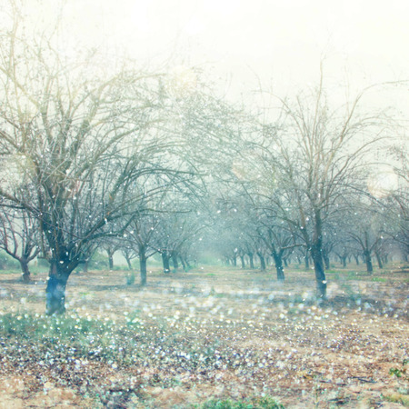 abstract blurred dreamy mystery fairy woods and glitter bokeh lights. filtered image and textured.の写真素材
