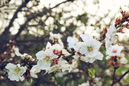 image of spring white cherry blossoms tree. selective focus. vintage filteredの写真素材