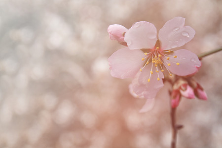 abstract dreamy and blurred image of spring white cherry blossoms tree. selective focus. vintage filtered and tonedの写真素材