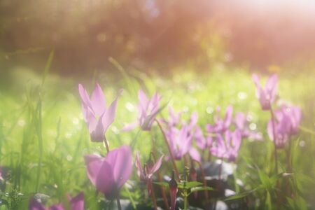 abstract dreamy and blurred image of cyclamen flowers blooming in the forest. vintage filtered and tonedの写真素材