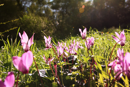 low angle view of and abstract dreamy image of cyclamen flowers blooming in the forestの写真素材