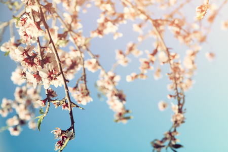 abstract dreamy and blurred image of spring white cherry blossoms tree. selective focus. vintage filteredの写真素材