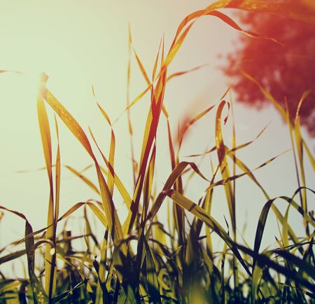 abstract dreamy and blurred image of grass with sun flare. vintage filteredの写真素材