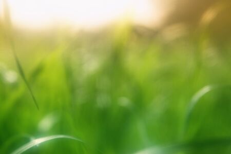abstract dreamy and blurred image of grass with sun flare. vintage filteredの写真素材