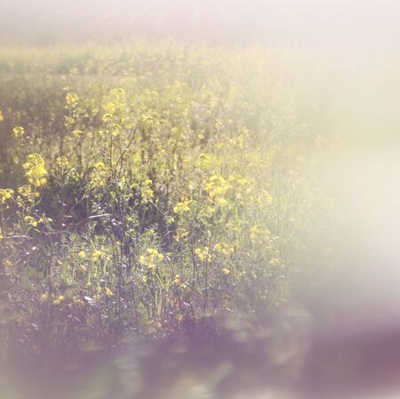 abstract dreamy photo of spring meadow with wildflowers. vintage filtered image. selective focus