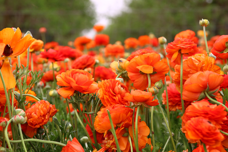 dreamy photo with low angle of spring flowers.