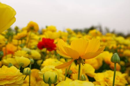 dreamy photo with low angle of spring flowers.