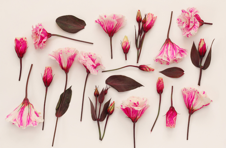 Top view of beautiful pink flowers on white background. Copy spaceの写真素材