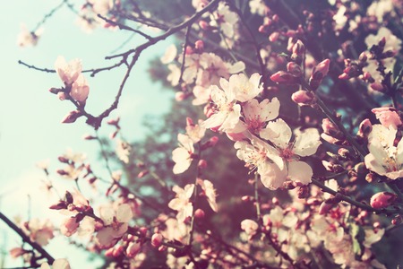background of spring white cherry blossoms tree. selective focus. vintage filteredの写真素材