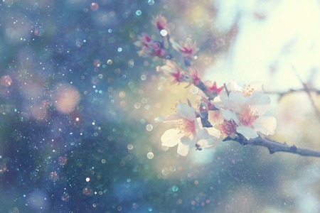 Abstract blurred background of spring white cherry blossoms tree. selective focus. vintage filtered with glitter overlayの写真素材