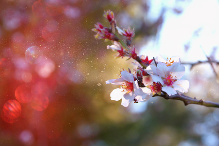 Abstract blurred background of spring white cherry blossoms tree. selective focus. vintage filtered with glitter overlayの写真素材