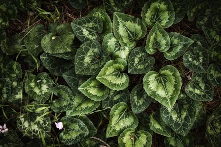 top view image of green leaves pattern.の写真素材