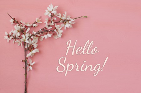 image of spring white cherry blossoms tree on pink wooden backgroundの写真素材