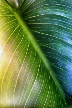 close up image of green leaf pattern and detail.の写真素材