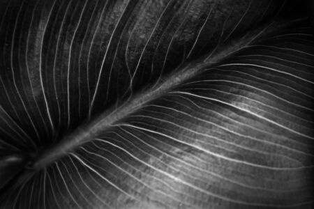 close up image of green leaf pattern and detail. Black and white photoの写真素材