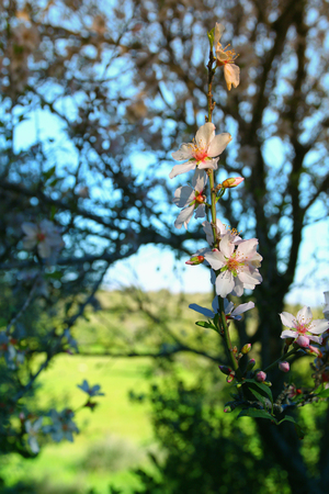 background of spring white cherry blossoms tree. selective focusの写真素材