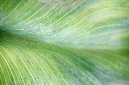 close up image of green leaf pattern and detail.