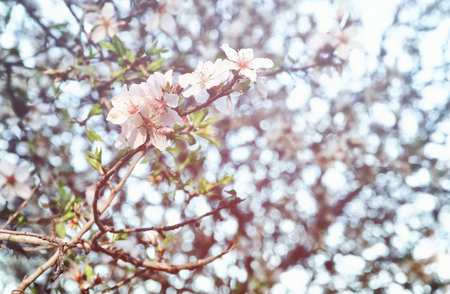 background of spring white cherry blossoms tree. selective focus. vintage filteredの写真素材
