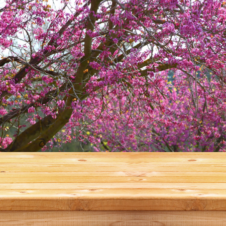 wooden rustic table in front of spring cherry blossoms tree. vintage filtered image. product display and picnic conceptの写真素材