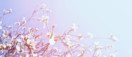 Abstract blurred website banner background of spring white cherry blossoms tree. selective focus. vintage filtered with glitter overlayの写真素材