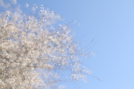 double exposure, abstract dreamy and blurred image of spring white cherry blossoms tree. selective focus. vintage filteredの写真素材